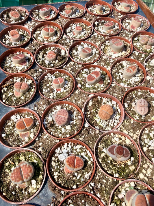 Lithops
