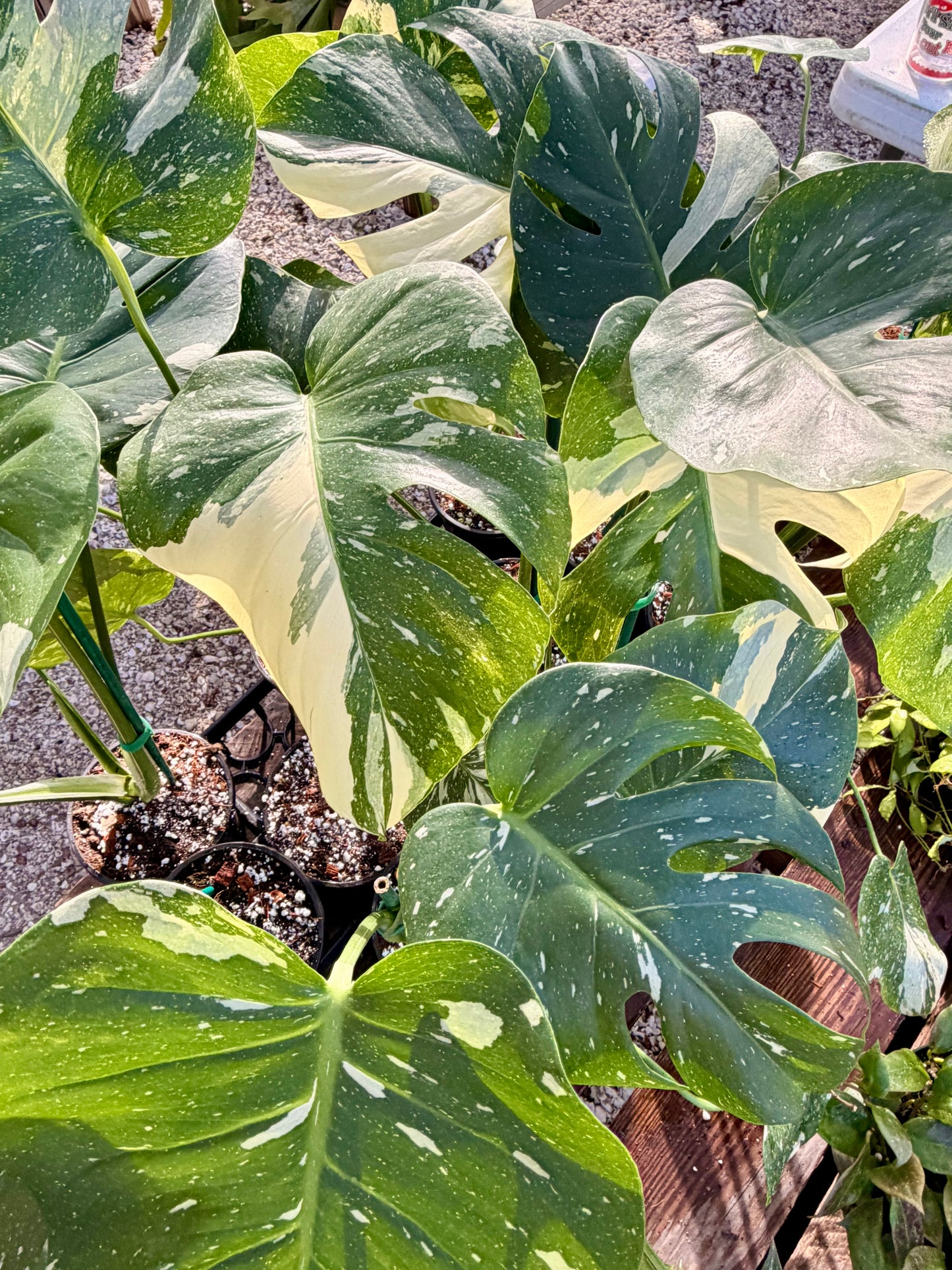 Monstera Thai Constellation