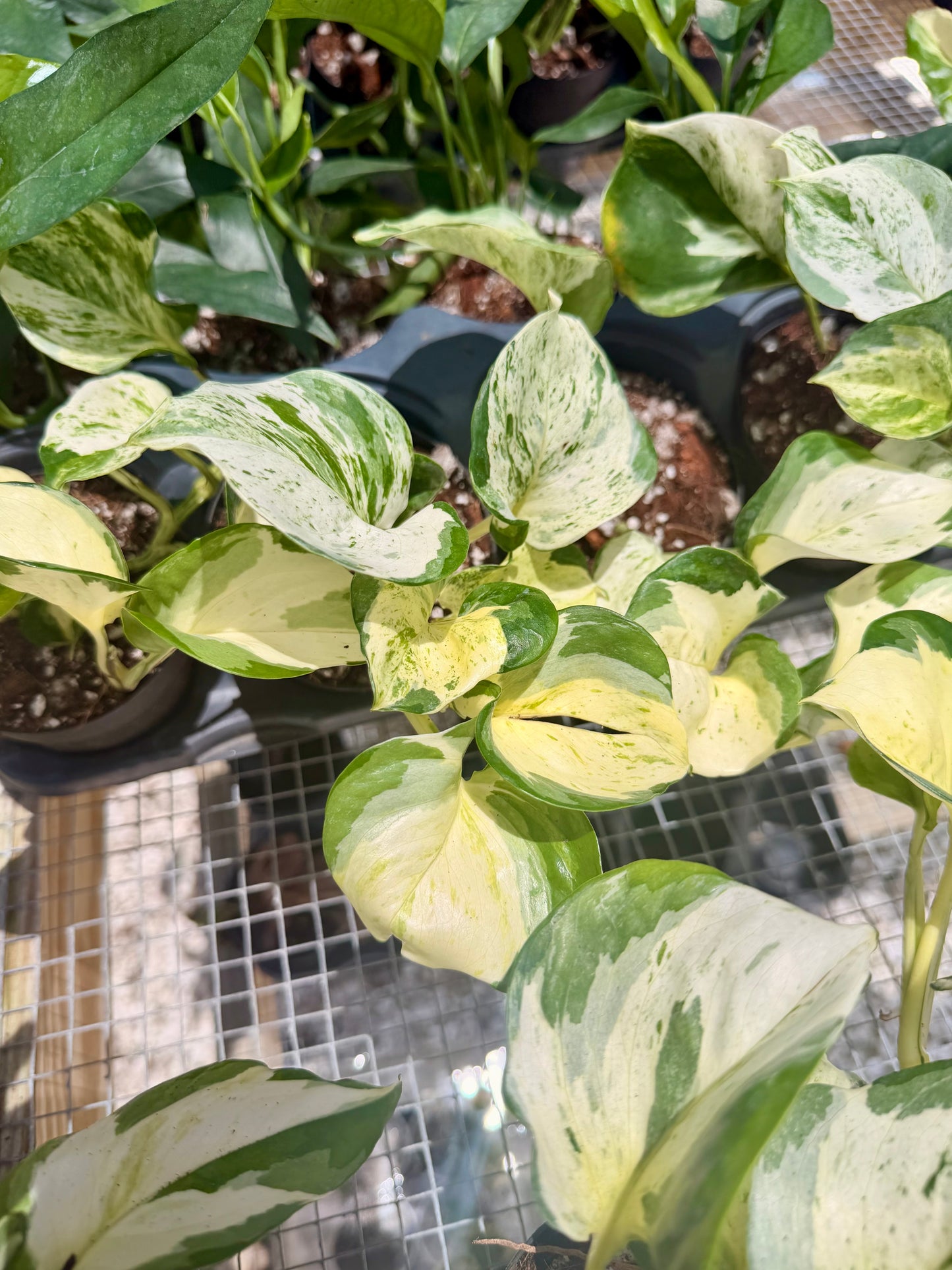 Epipremnum Manjula