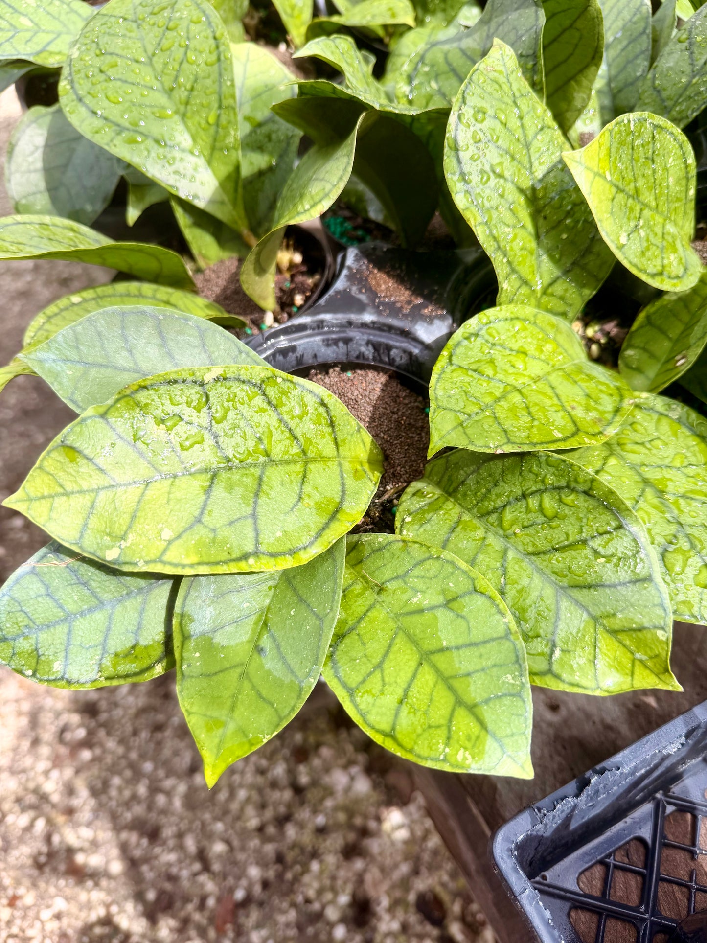 Hoya Callistophylla 'Vena'