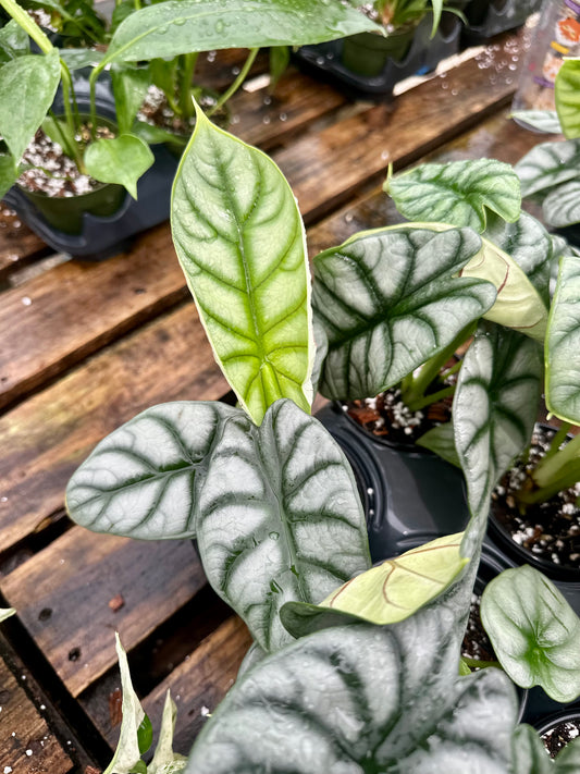 Alocasia Silver Dragon