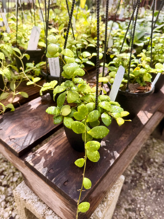 Hoya Heuschkeliana
