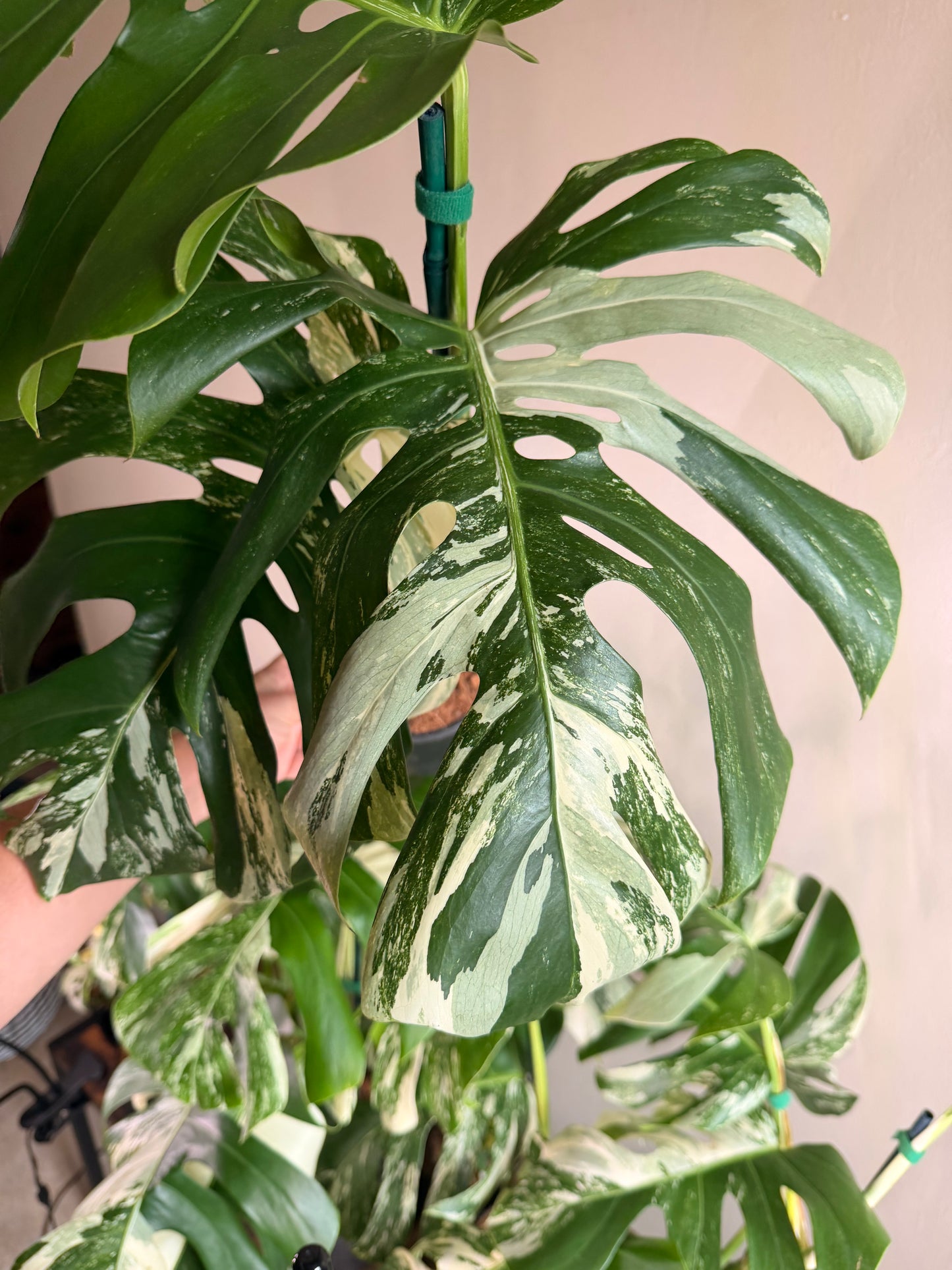 Monstera Albo
