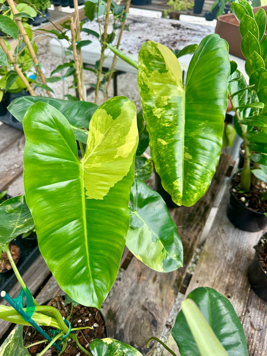 Philodendron Burle Marx Variegated