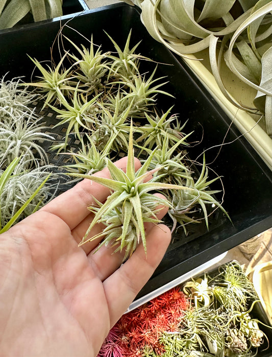 Tillandsia • Ionantha Vanhyningii