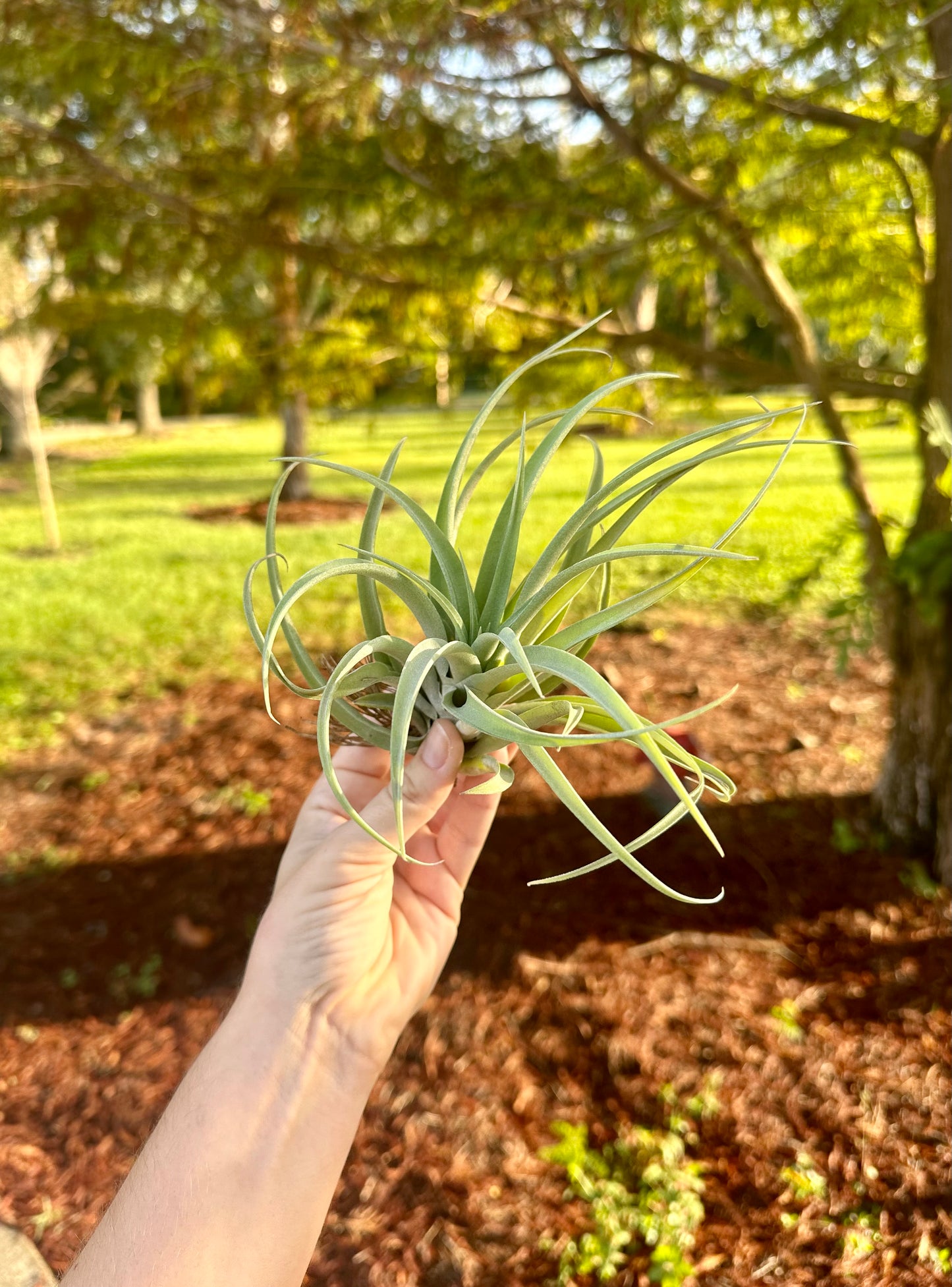 Tillandsia •  Capitata Peach