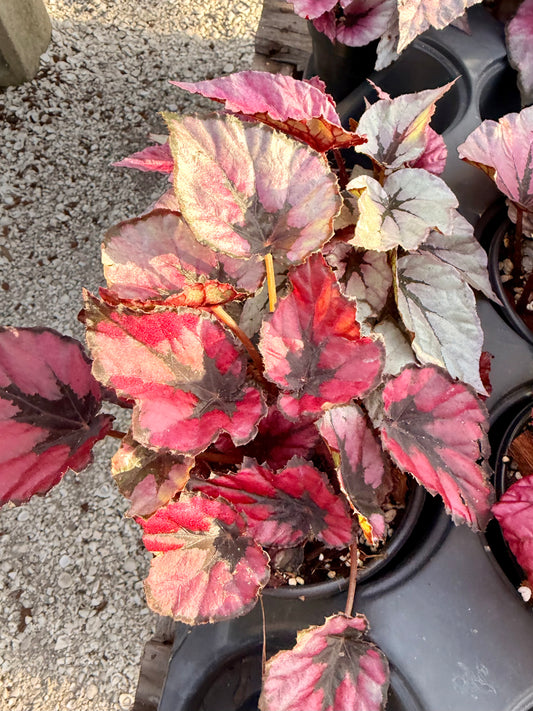 Begonia Rex Variety