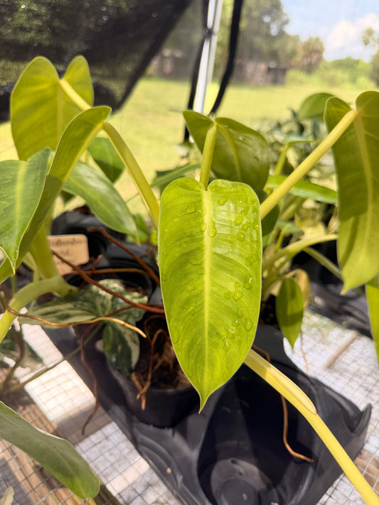Philodendron Jose Bueno