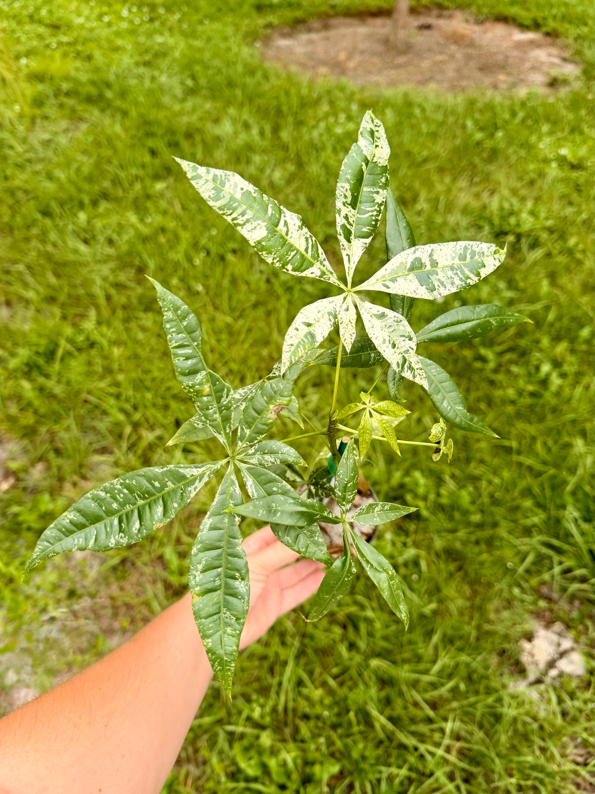 Money Tree Variegated