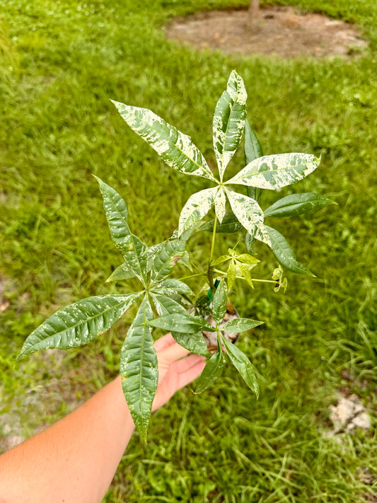 Money Tree Variegated