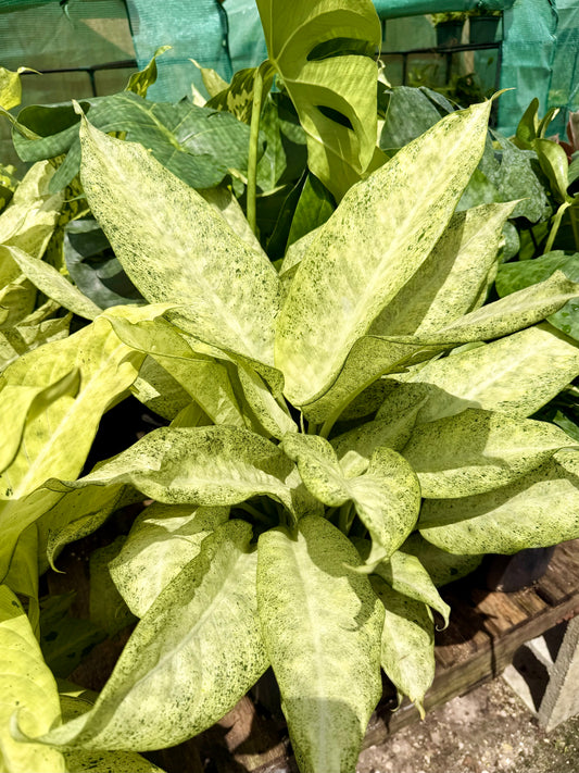 Dieffenbachia Camo