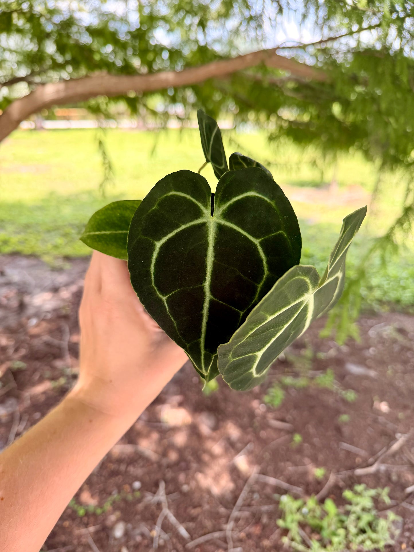 Anthurium Clarinervium Hybrid