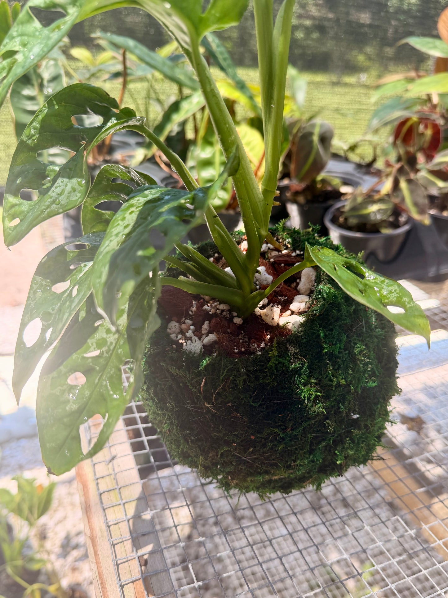 Kokedama Monstera Adansonii