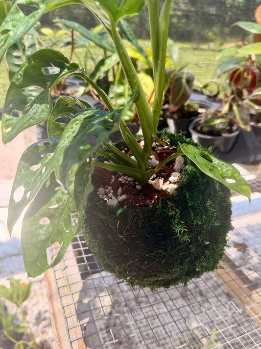 Kokedama Monstera Adansonii