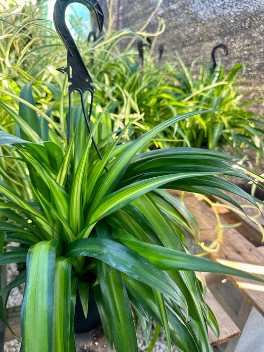 Spider Plants