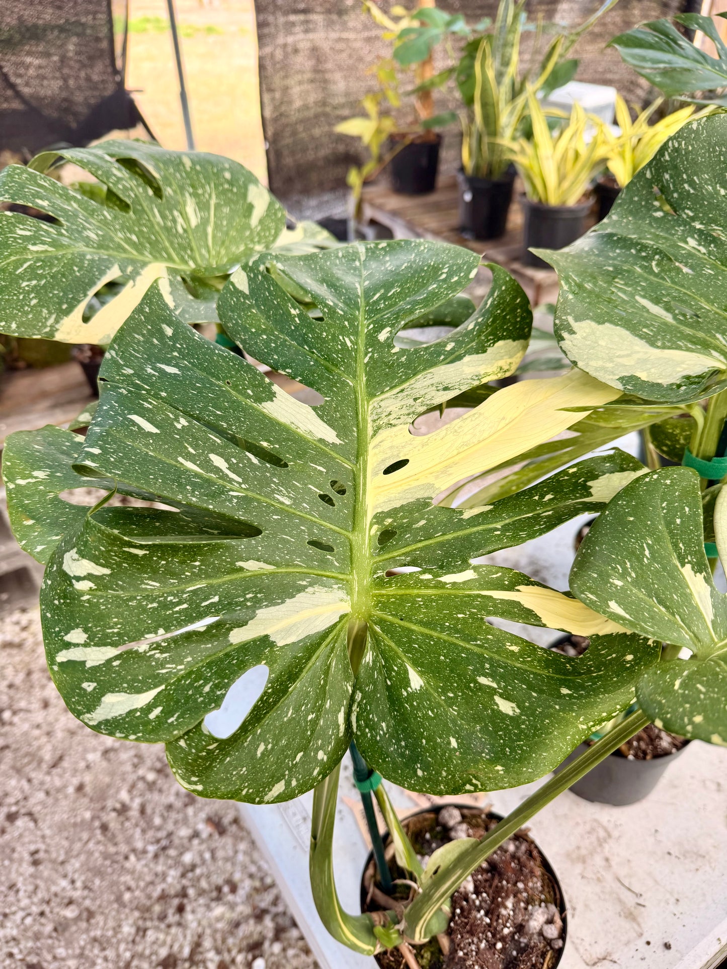Monstera Thai Constellation