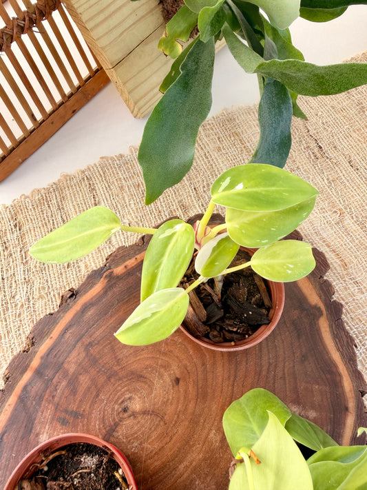 Philodendron White Princess