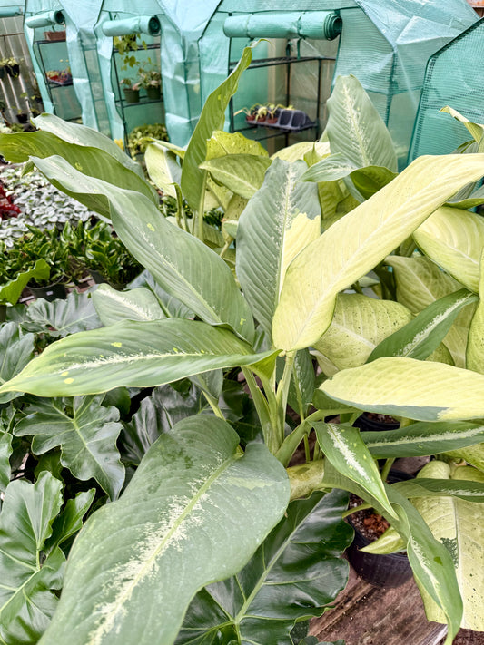 Dieffenbachia Camo X Puerto Rico