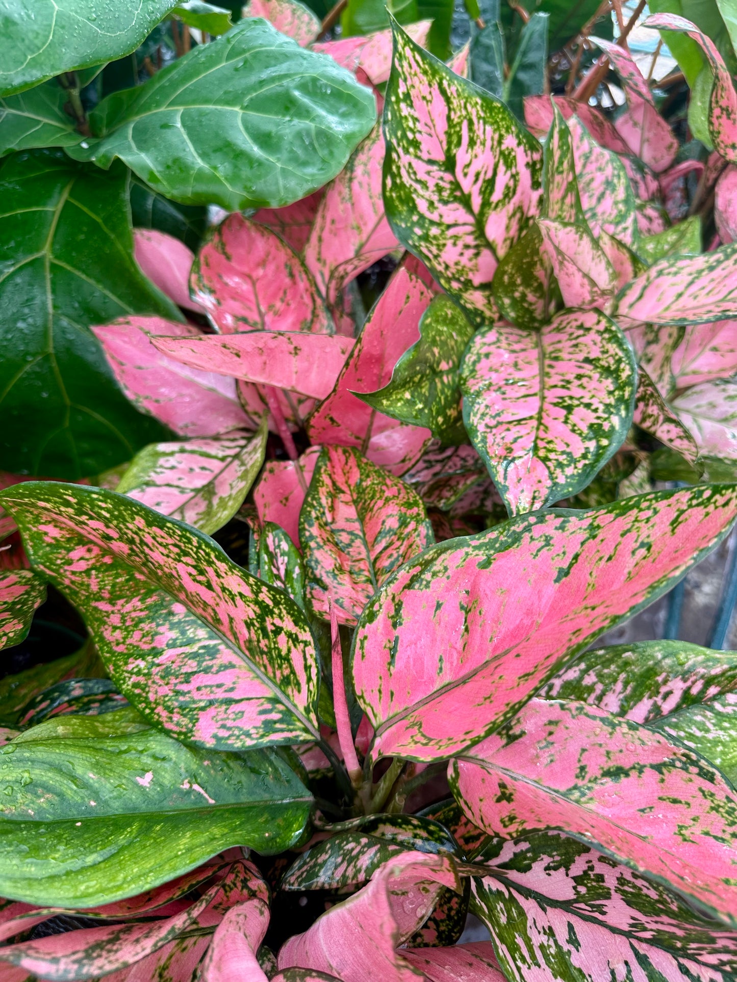 Aglaonema Lady Valentine