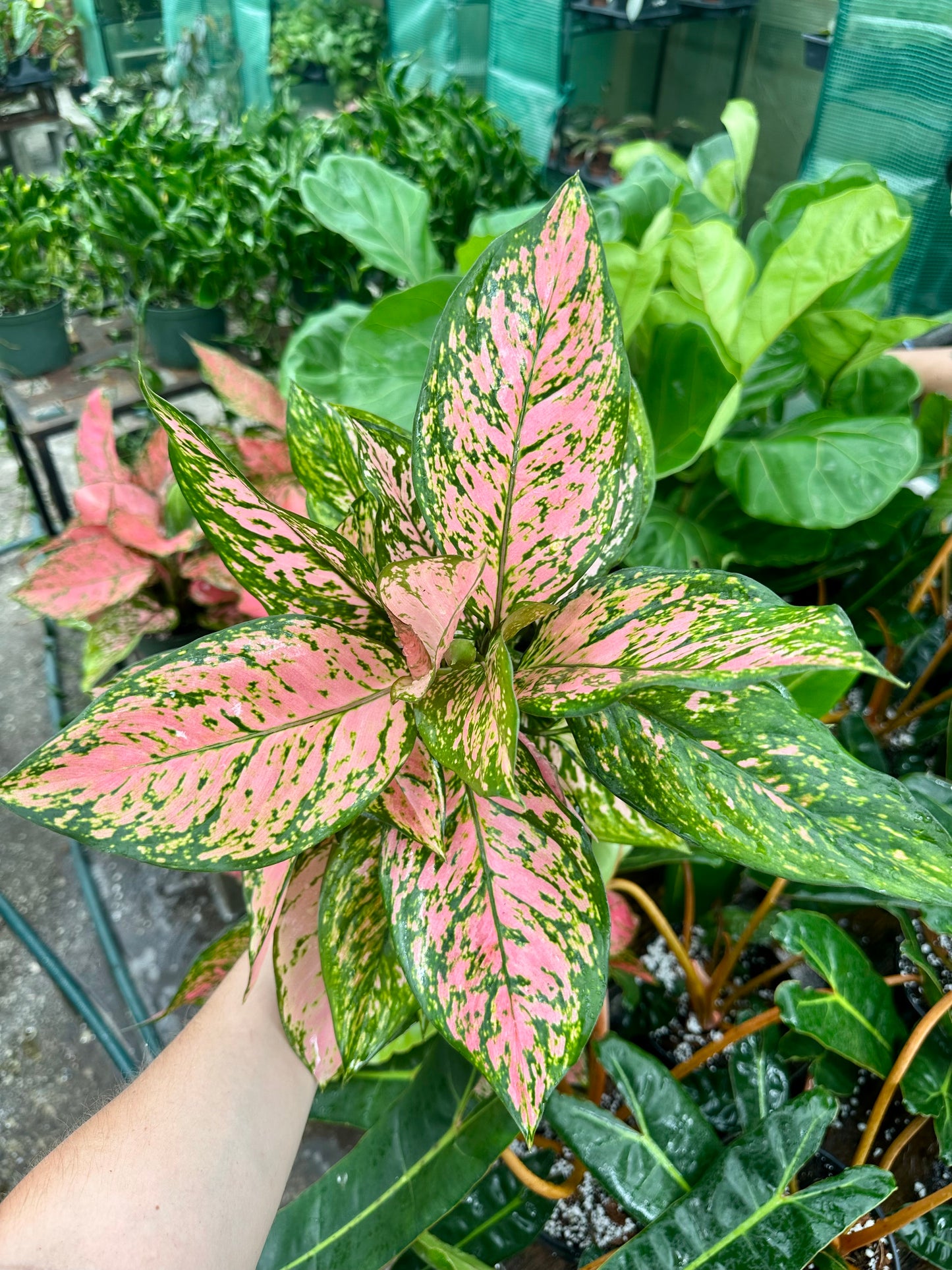 Aglaonema Lady Valentine
