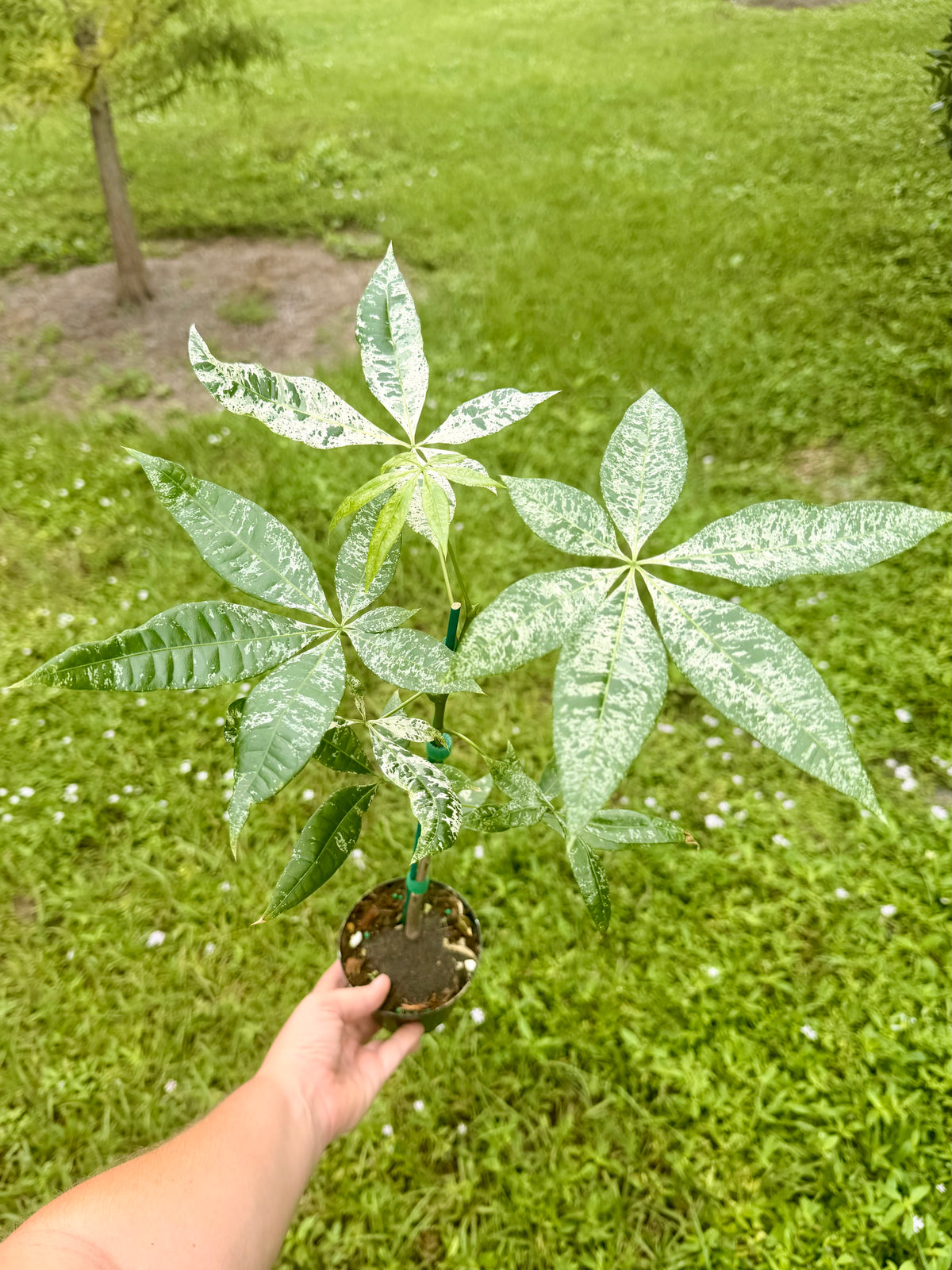 Money Tree Variegated