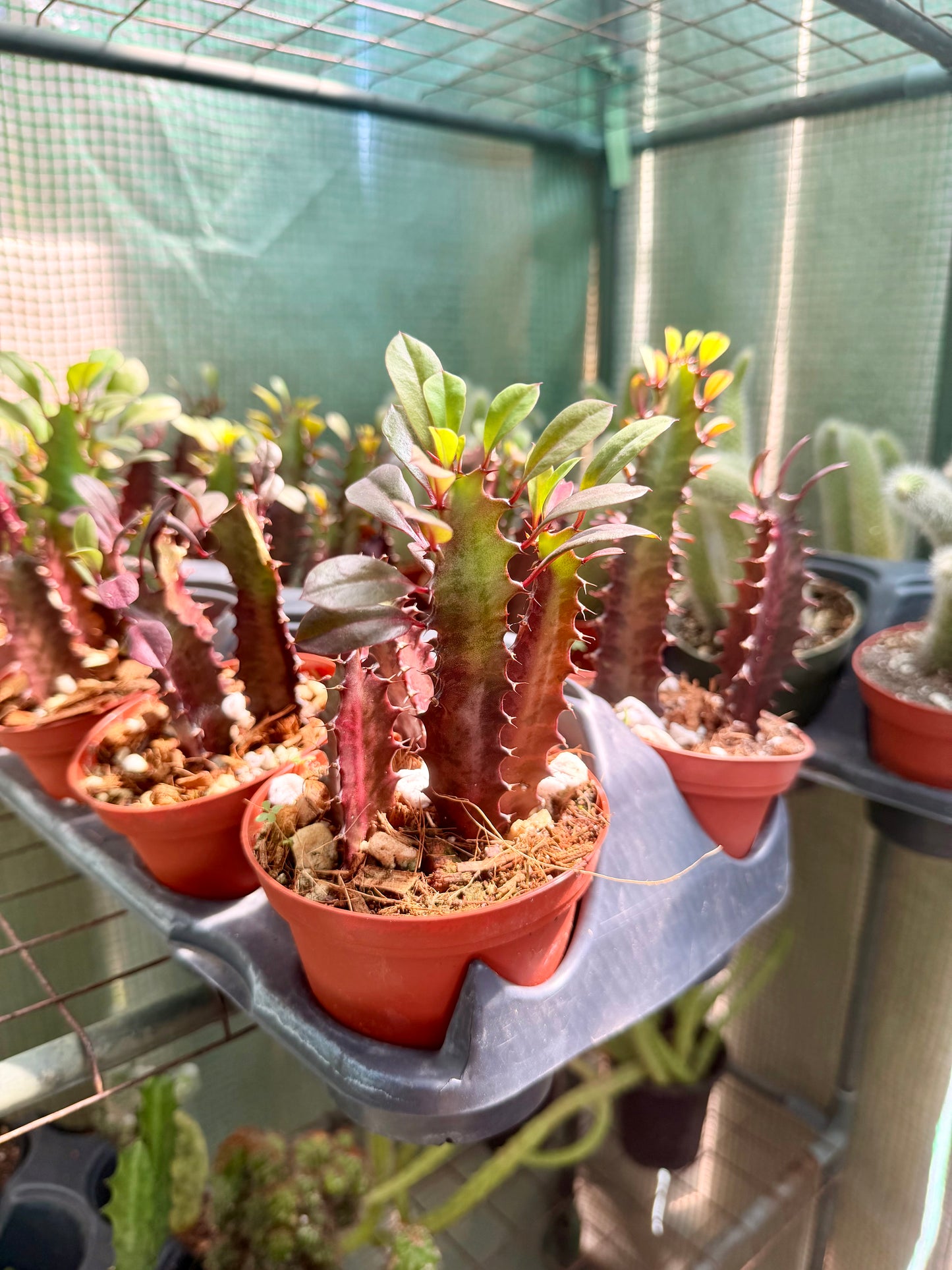 Euphorbia Red Trigona