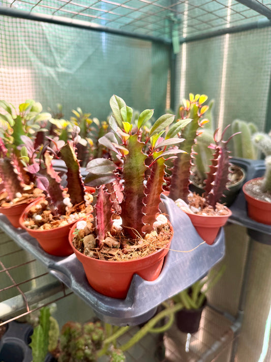Euphorbia Red Trigona