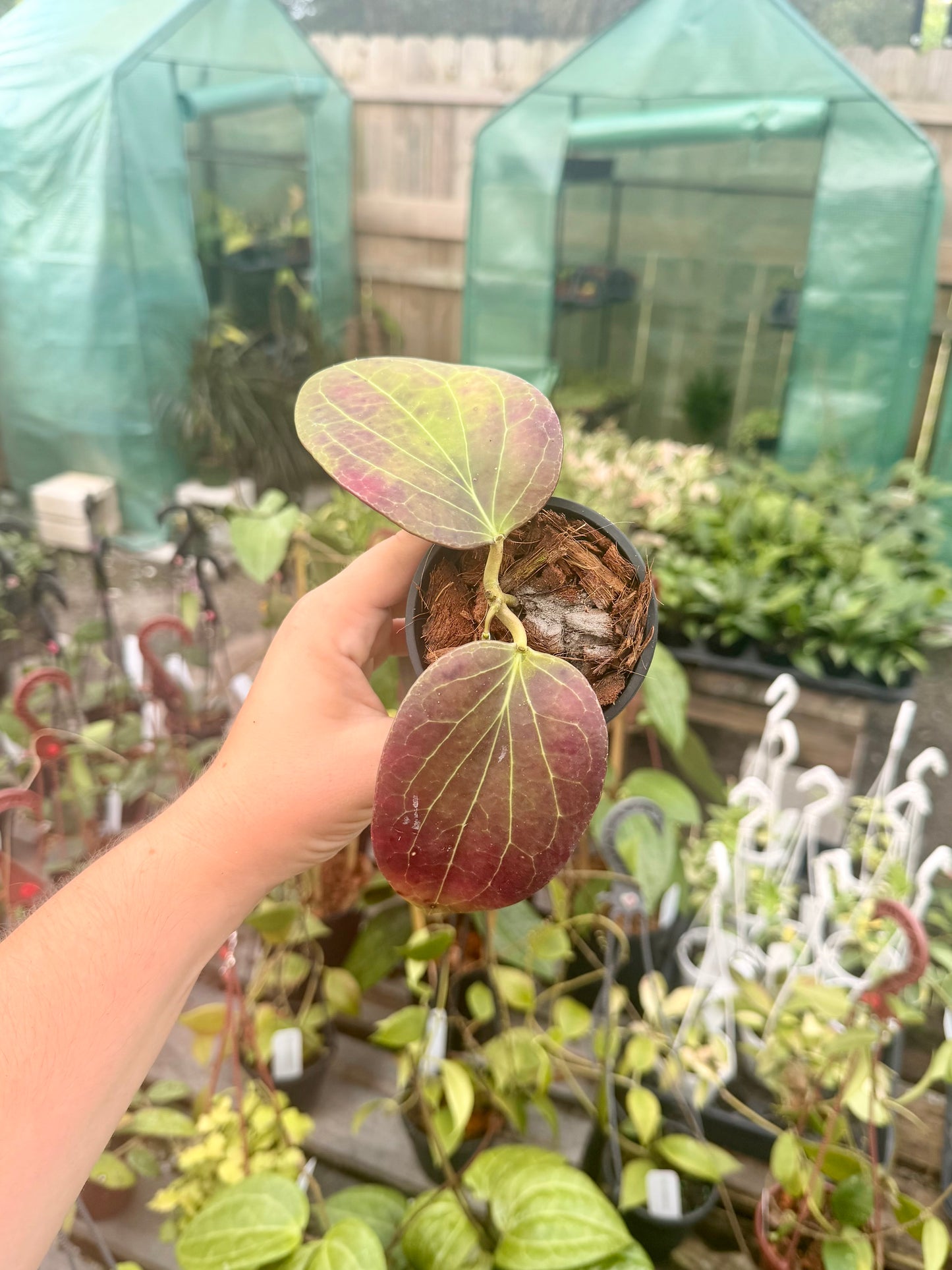 Hoya Cominsii