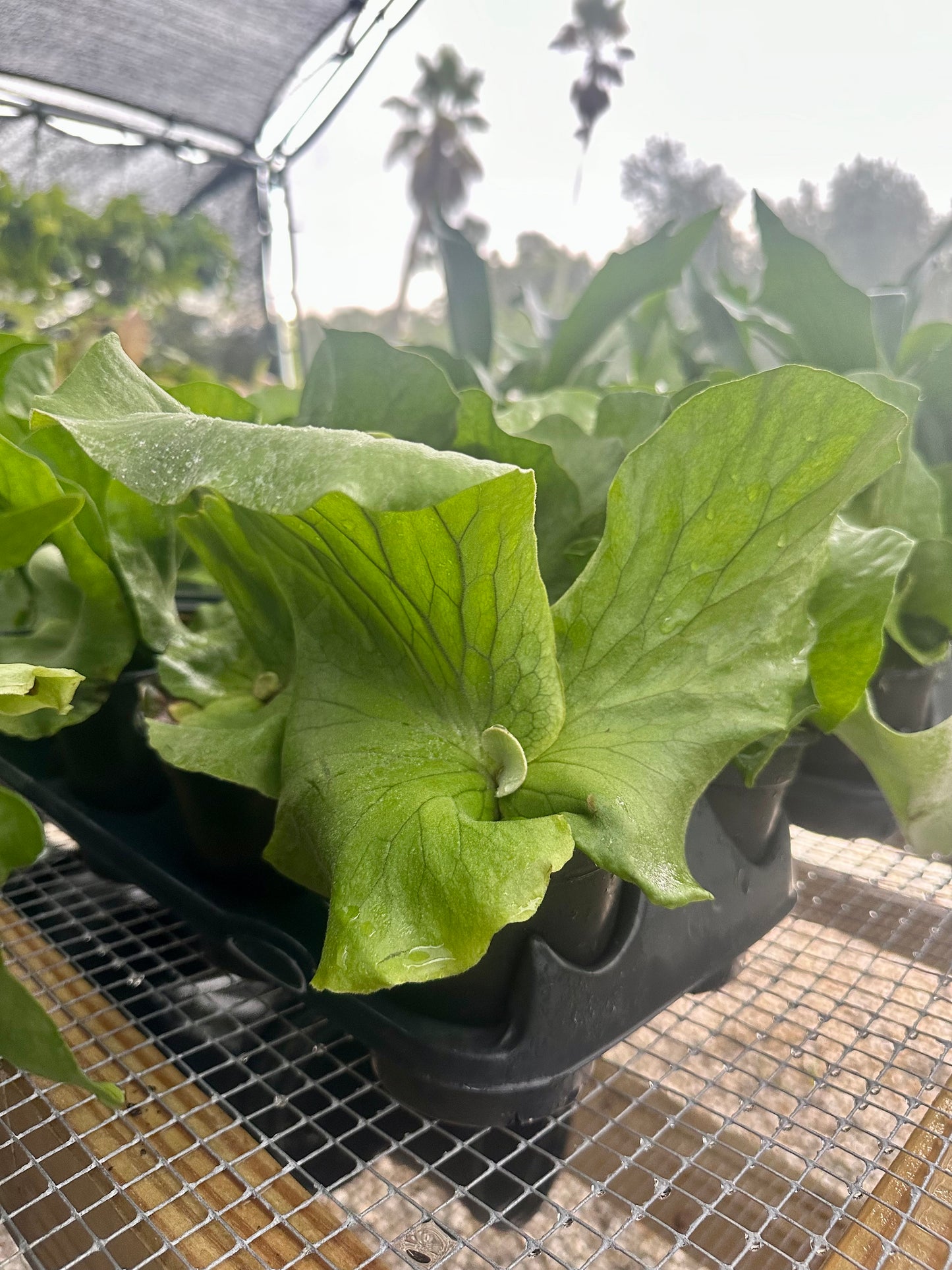 Staghorn Fern Elephantotis