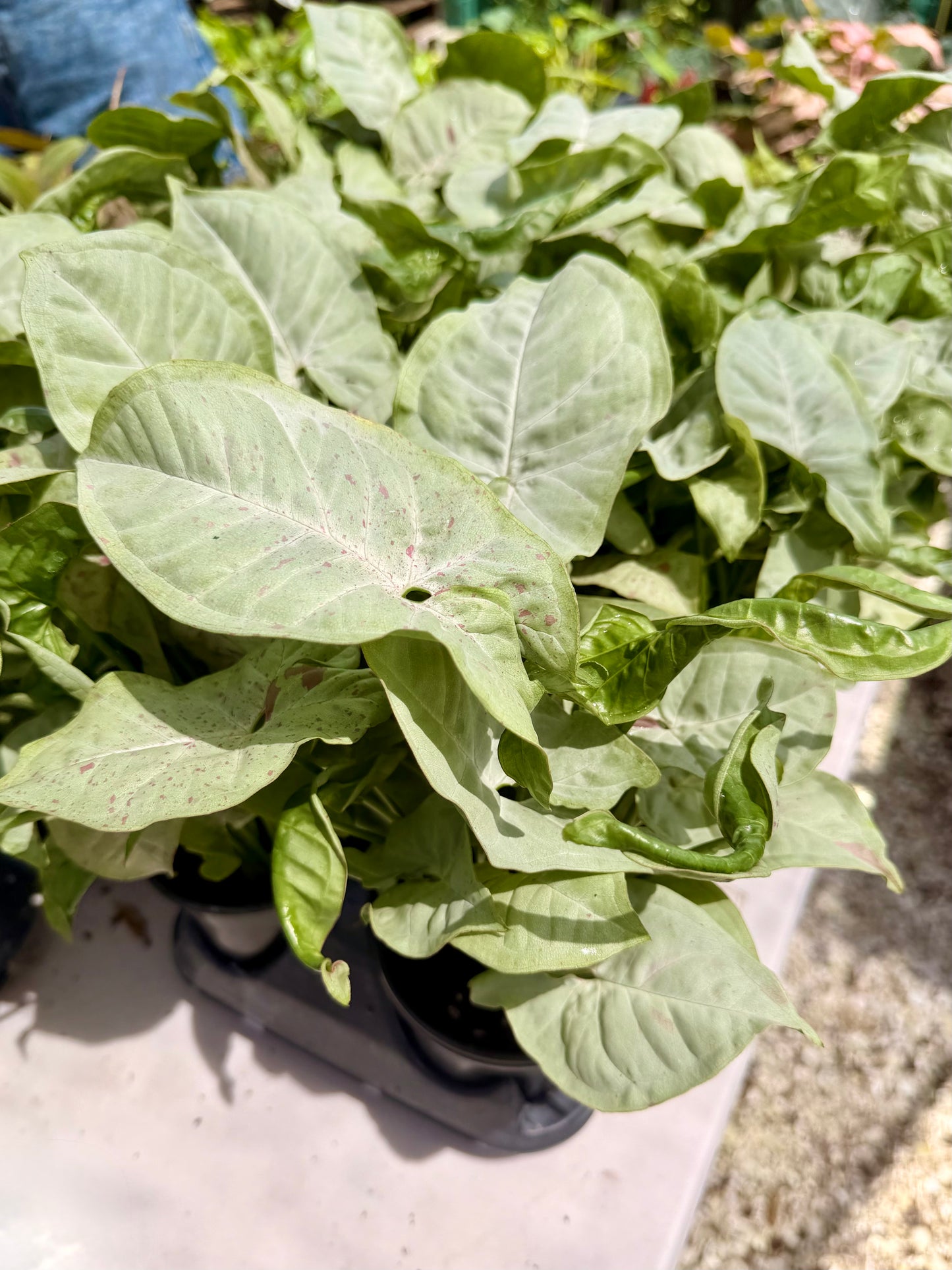 Syngonium Milk Confetti