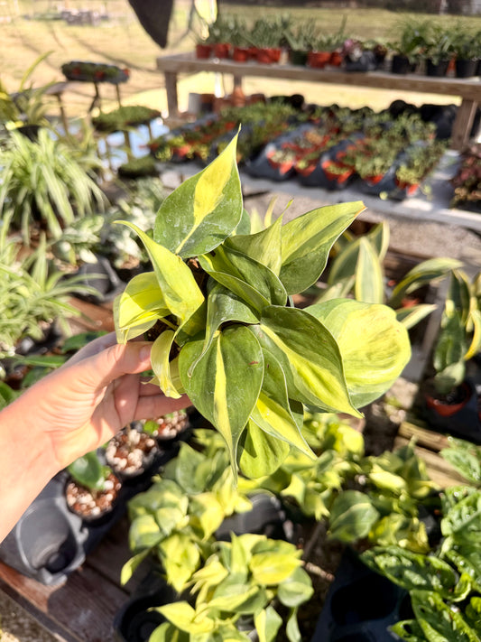 Philodendron Brasil