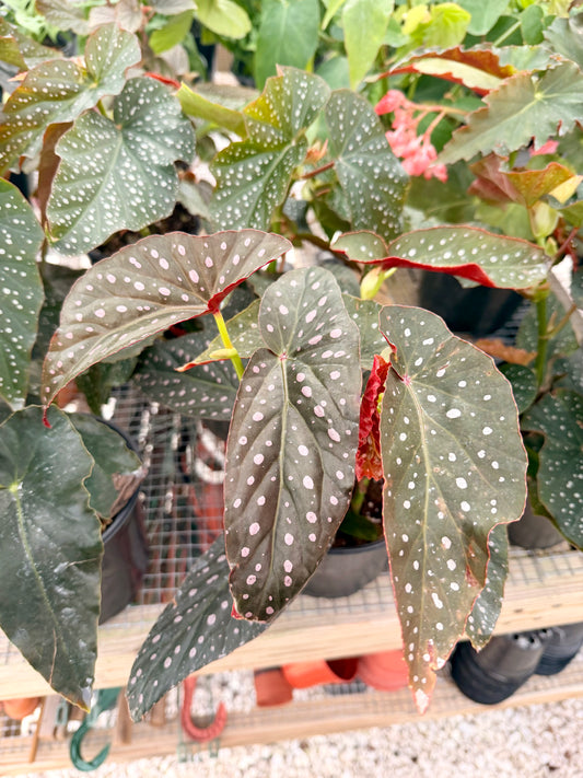 Begonia Angel Wing