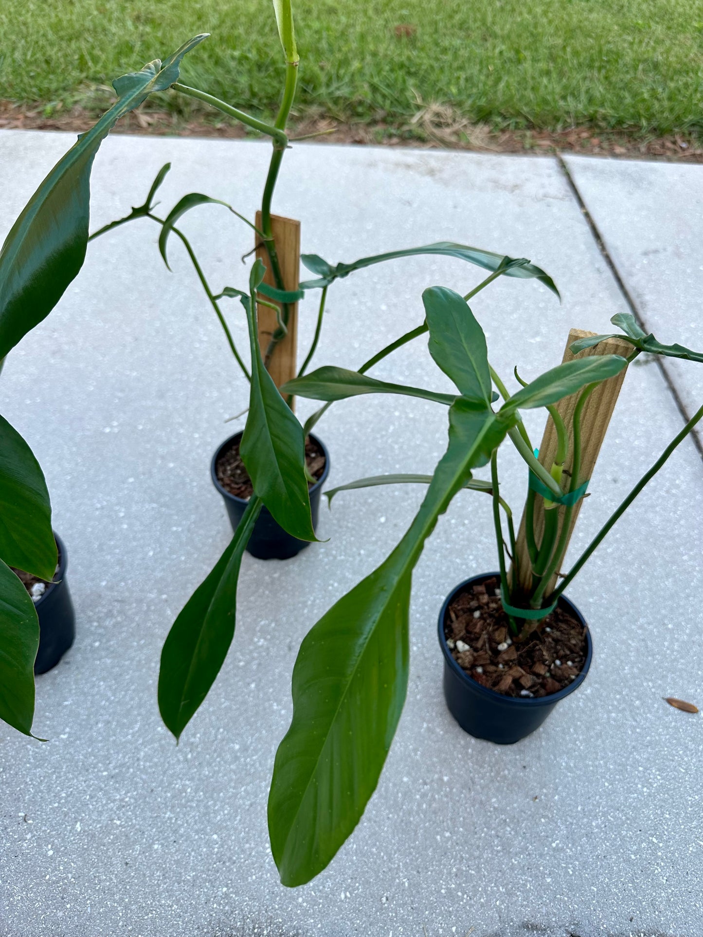 Philodendron Joepii