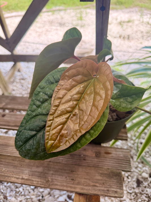 Anthurium Luxurians X Radicans