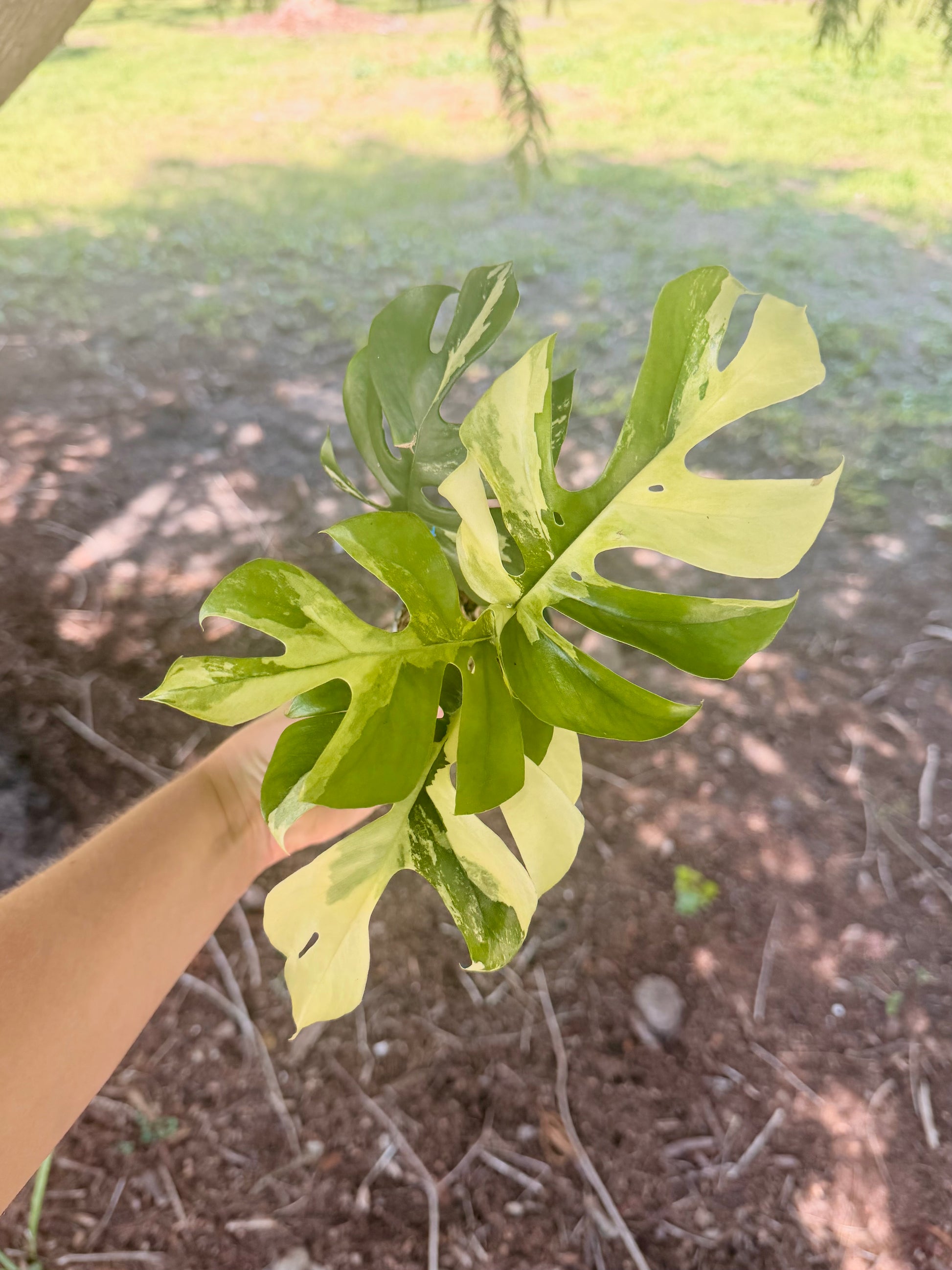 mini monstera plant yellow leaves Rhaphidophora Tetrasperma (Mini Monstera) Variegated – Groovy Growing