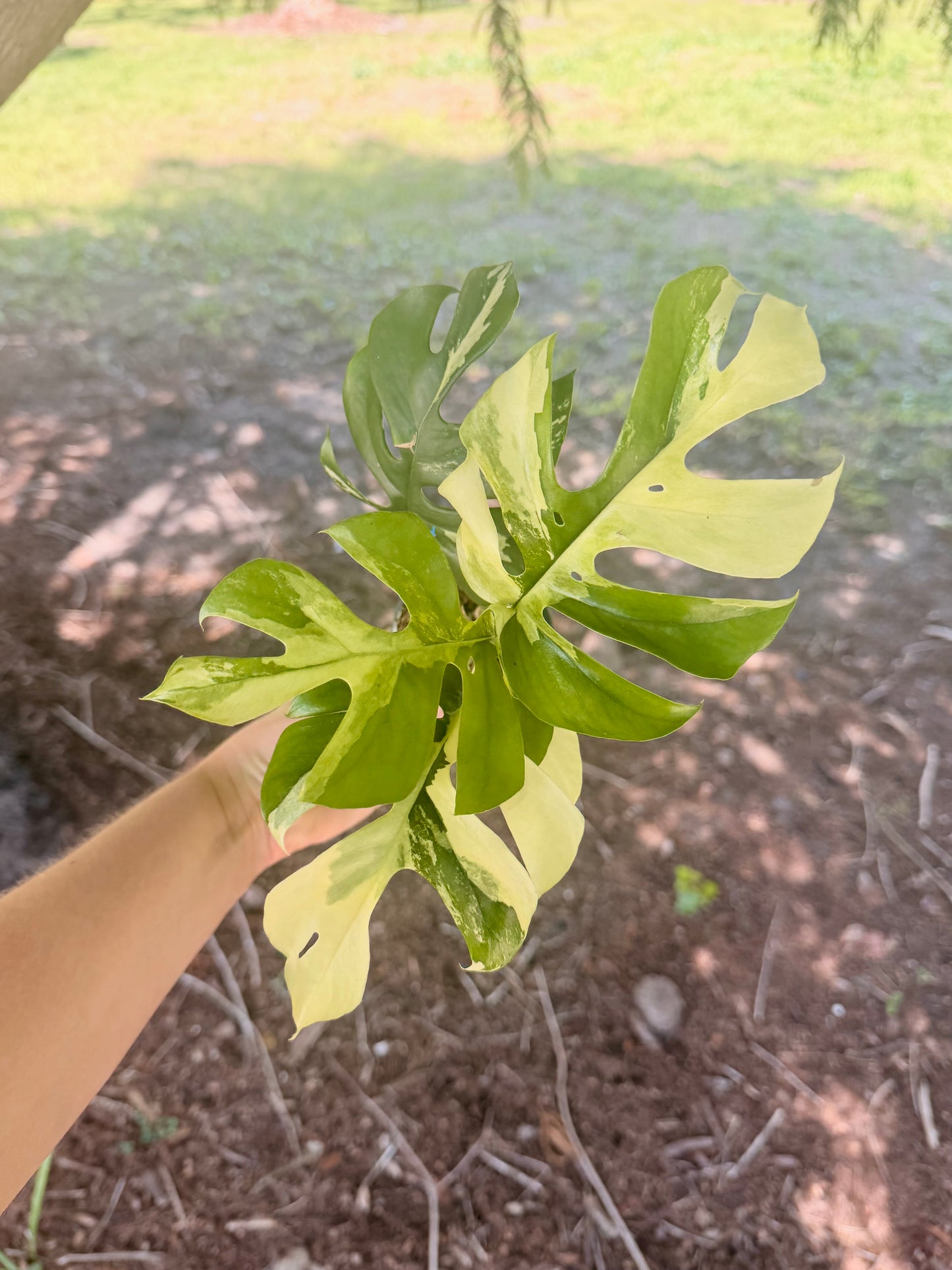 Rhaphidophora Tetrasperma (Mini Monstera) Variegated