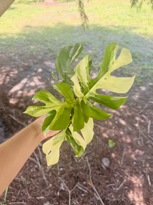 Rhaphidophora Tetrasperma (Mini Monstera) Variegated