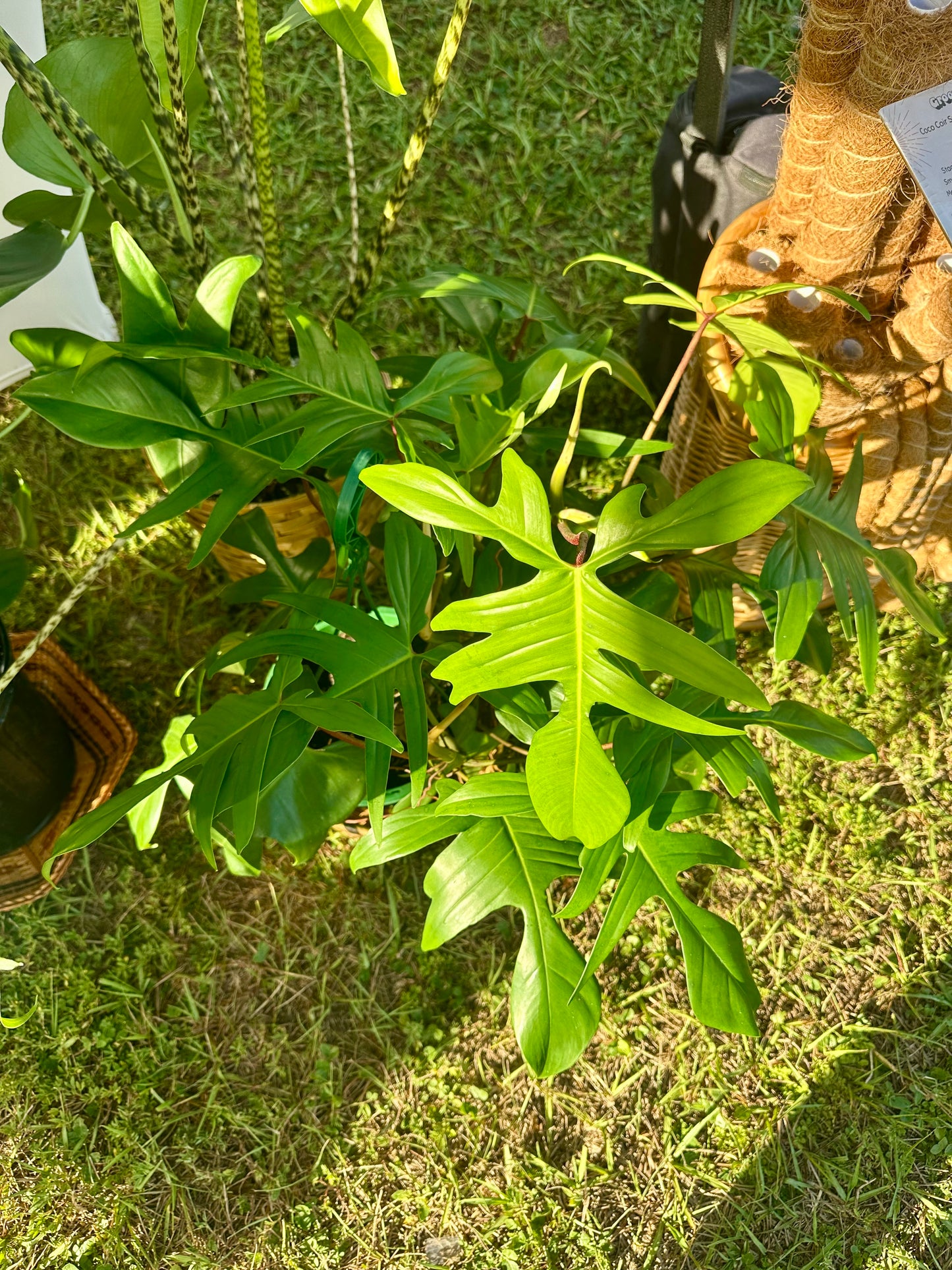 Philodendron Florida Green