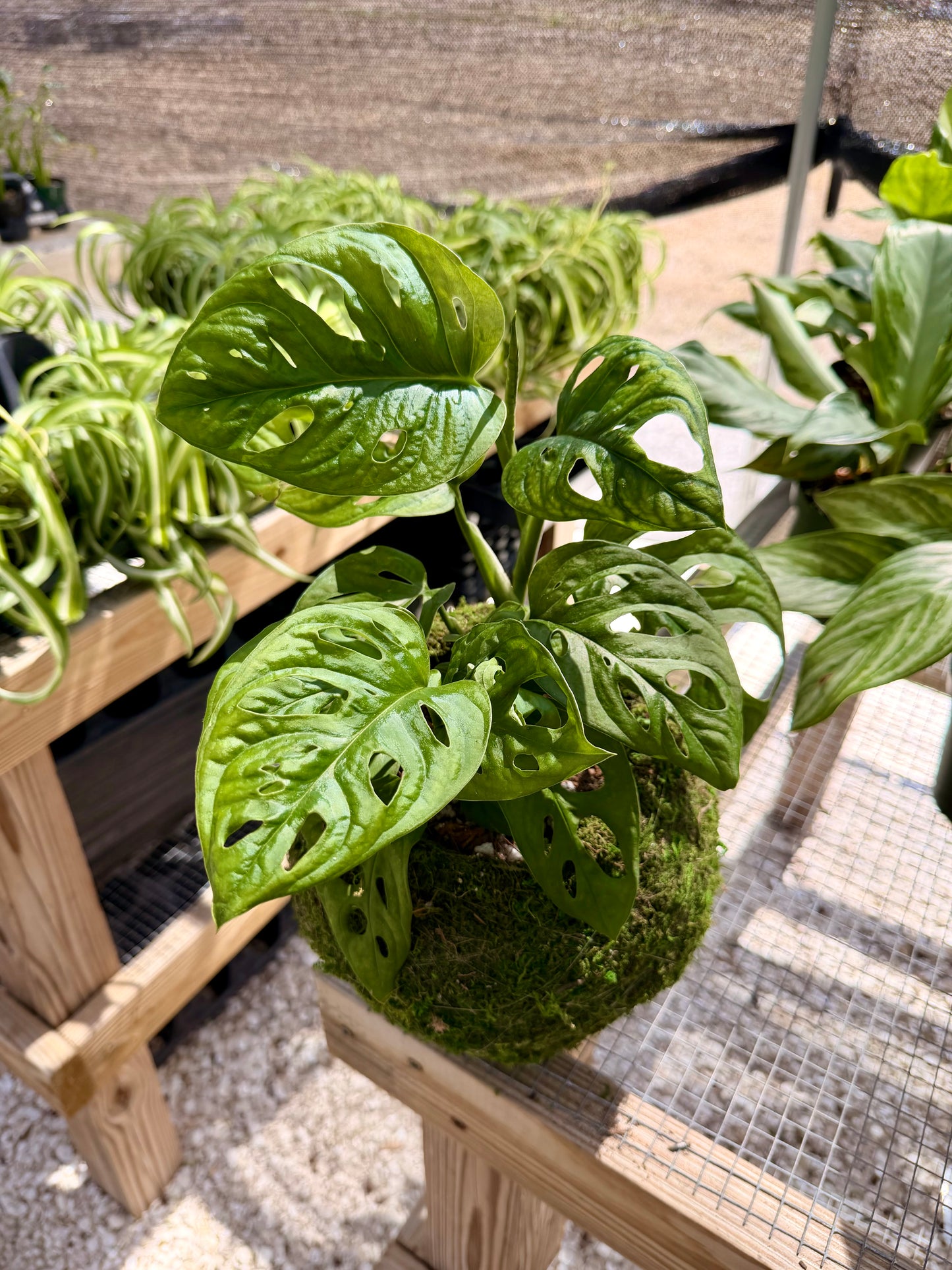Kokedama Monstera Adansonii