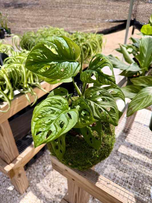 Kokedama Monstera Adansonii