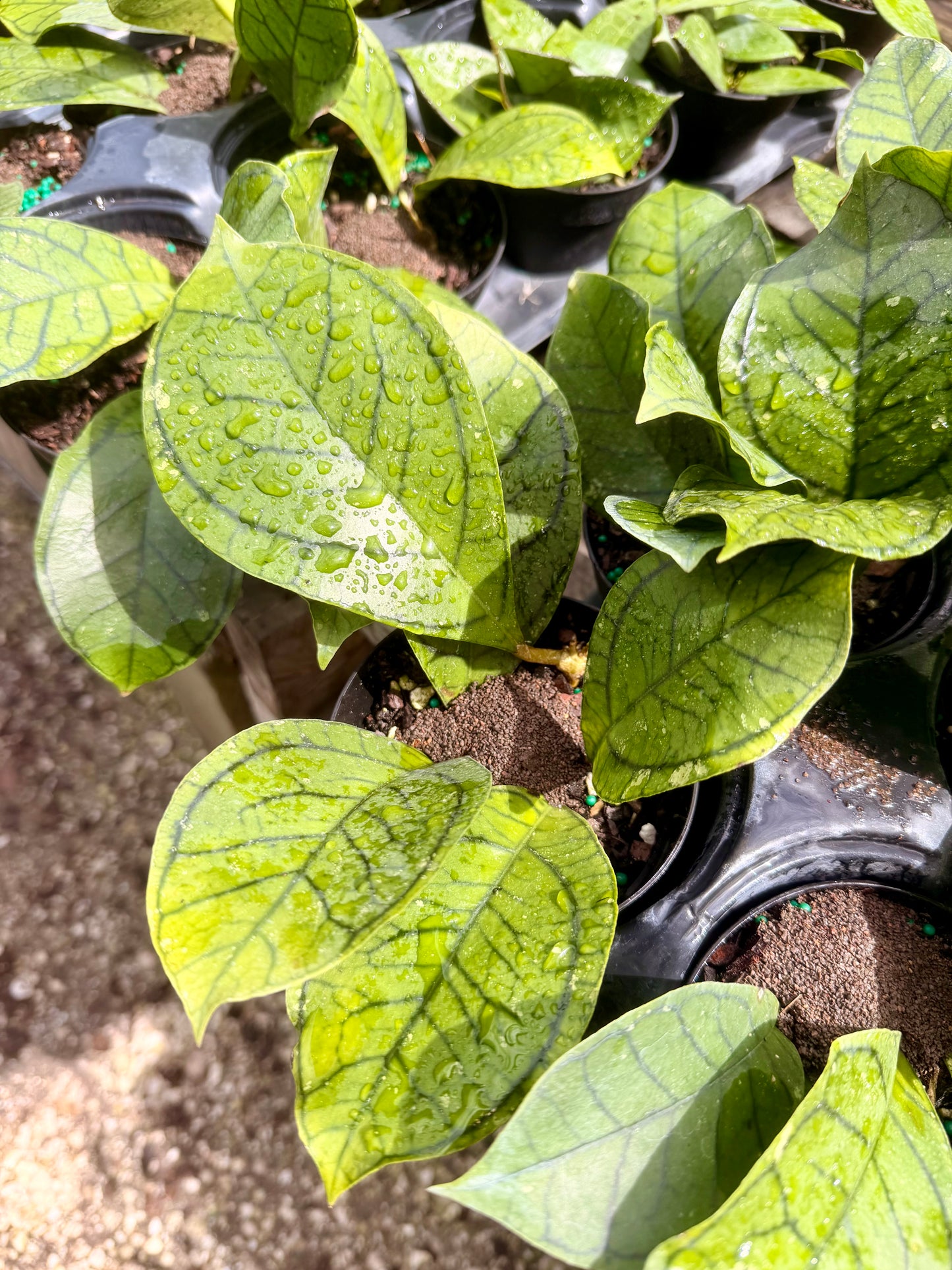 Hoya Callistophylla 'Vena'