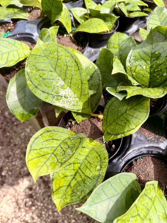Hoya Callistophylla 'Vena'