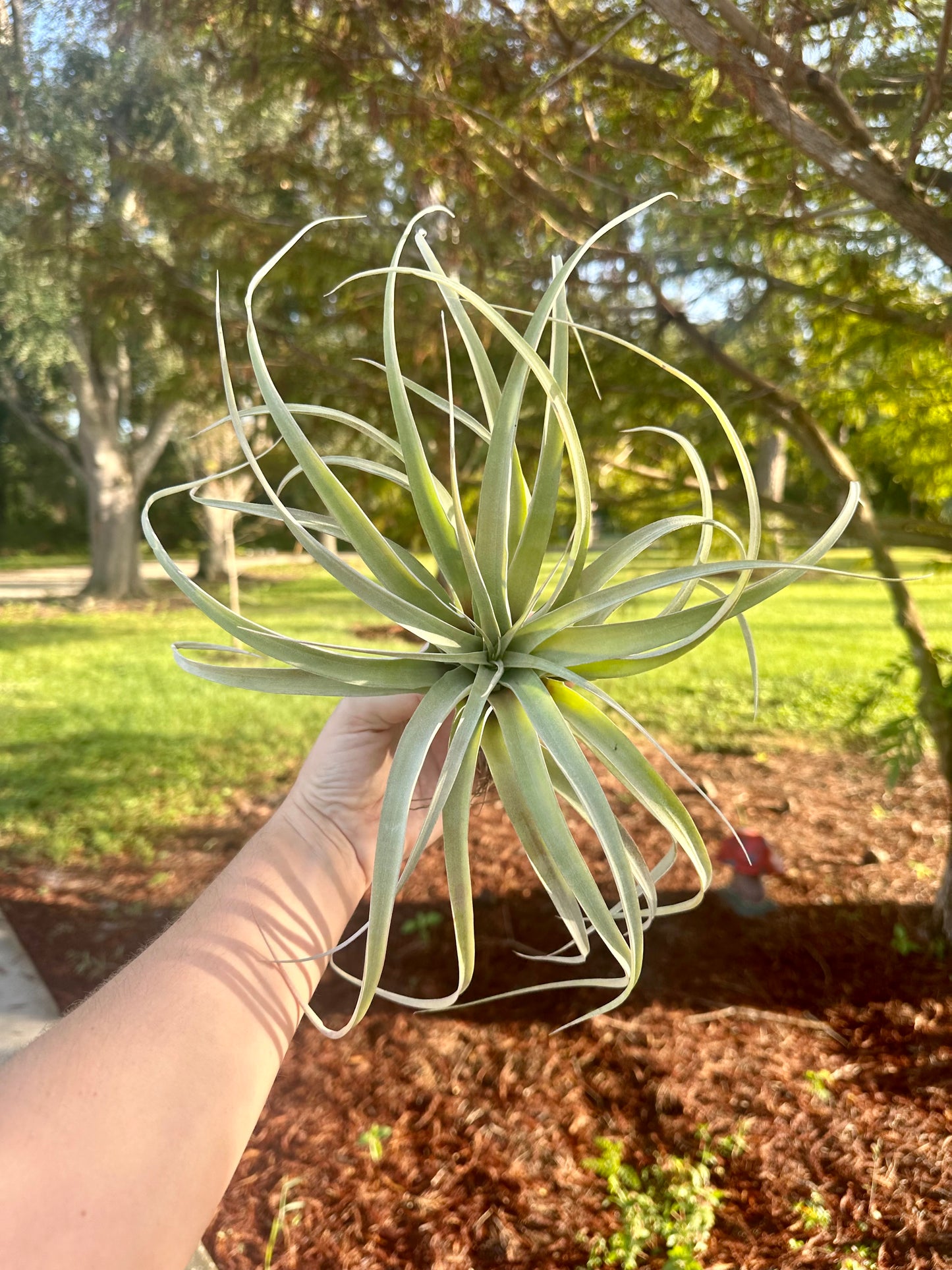 Tillandsia Hybrid • Xerographica X Capitata