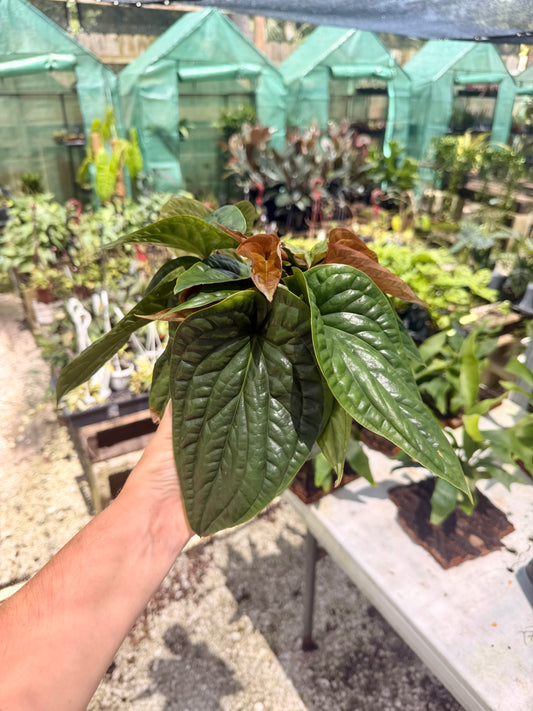 Anthurium Luxurians X Radicans