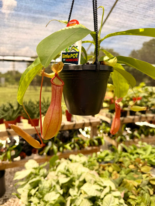 Nepenthes (Pitcher Plant)