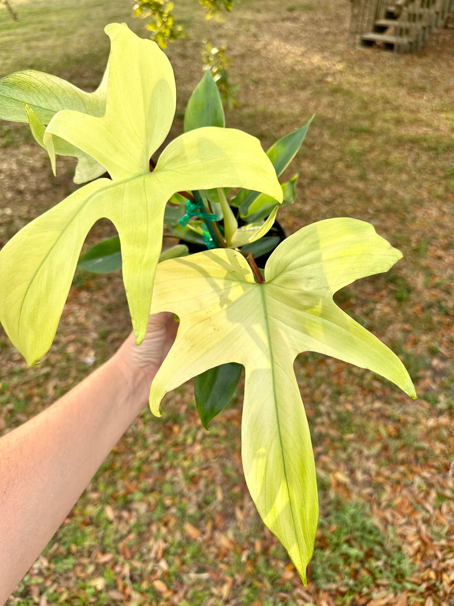 Philodendron Florida Ghost Mint