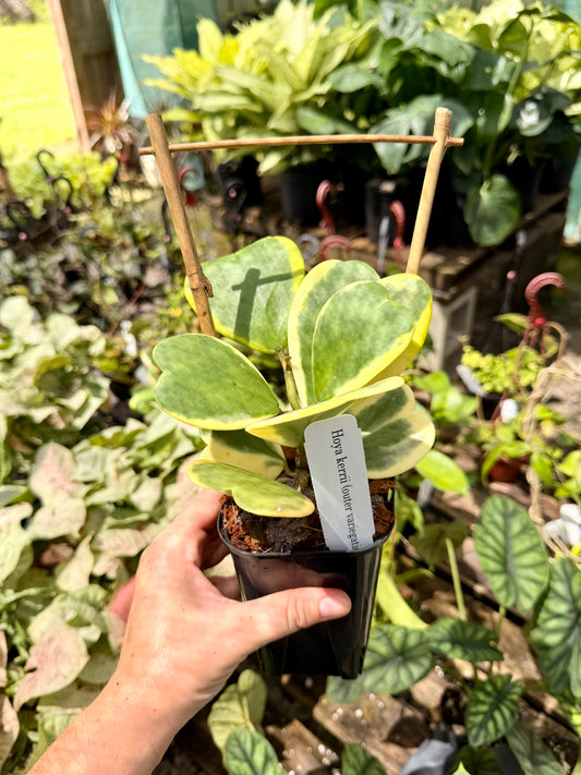 Hoya Kerri with Outer Variegation