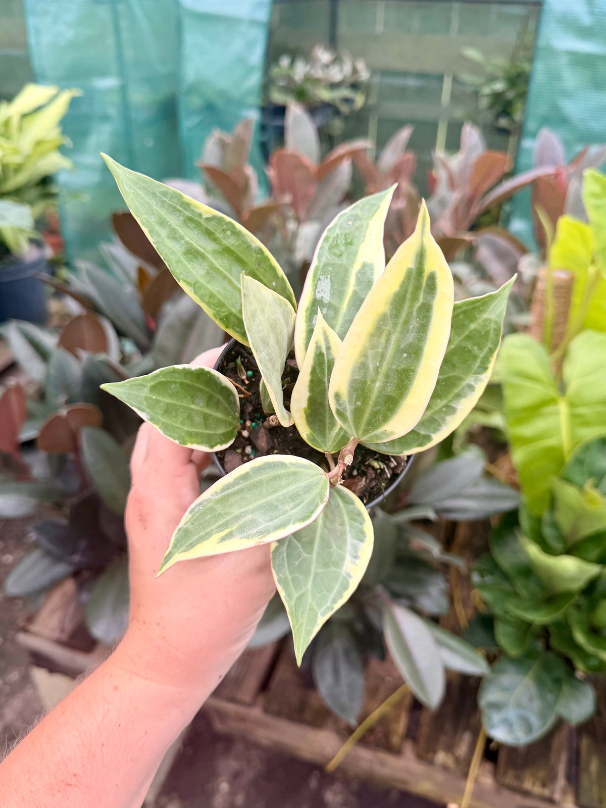 Hoya Macrophylla Variegated