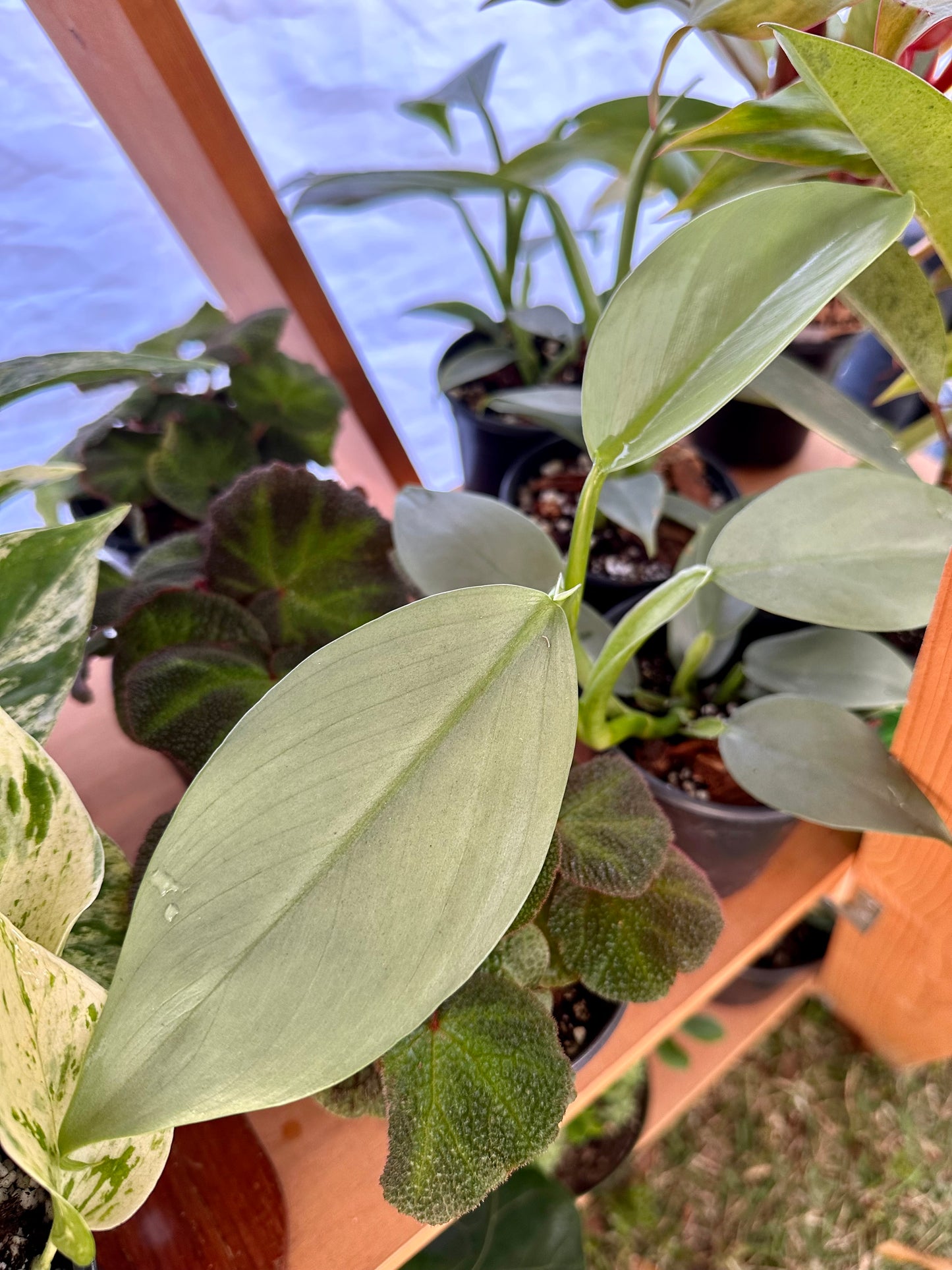 Philodendron Silver Sword