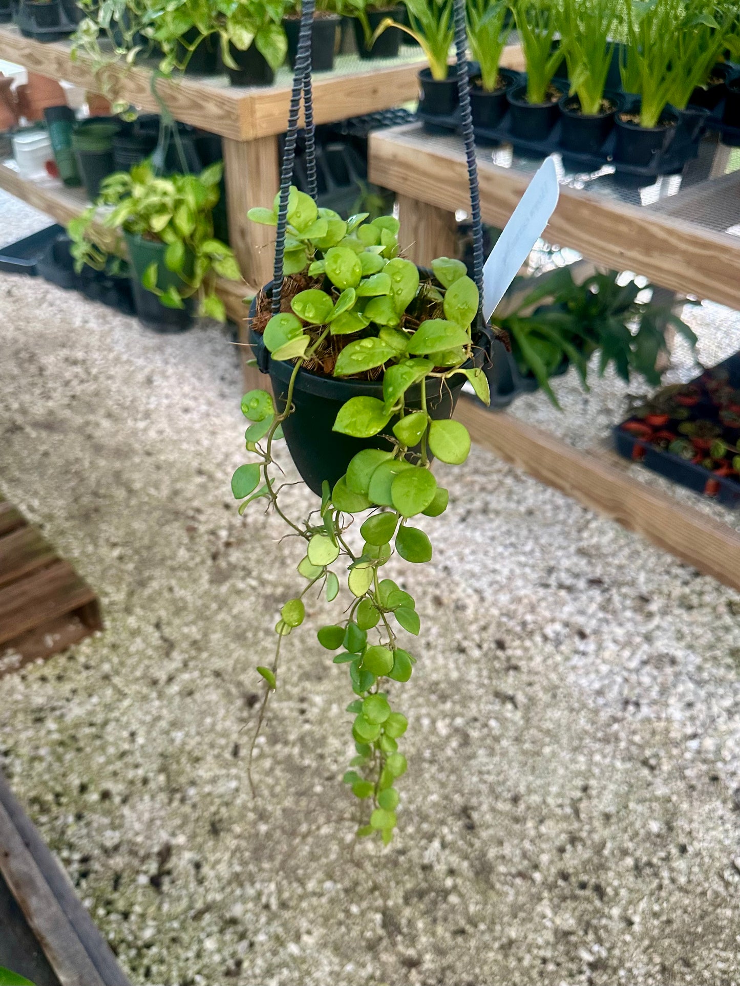 Hoya Carmelae